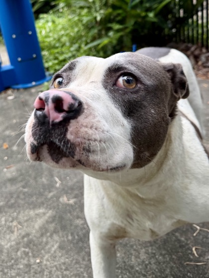 Kona