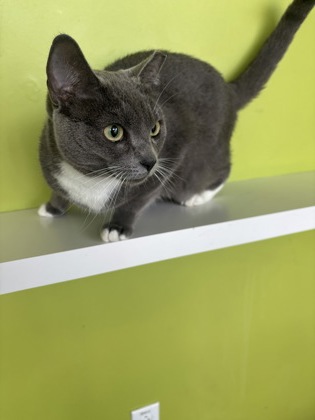 Nala