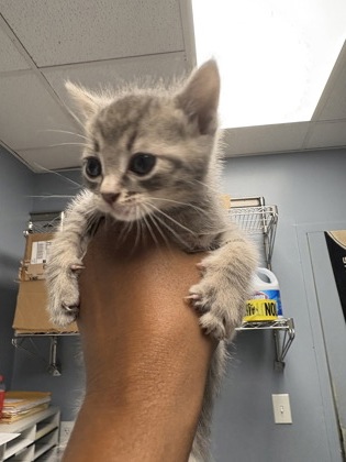 Square (S. Claiborne Petsmart)