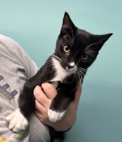 Luigi (PetSmart Claiborne)