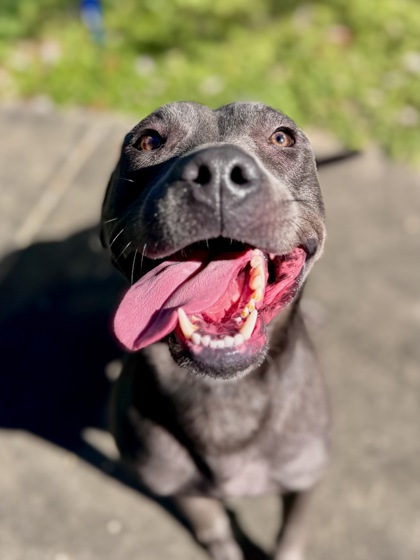 Grey Goose (Underdog)