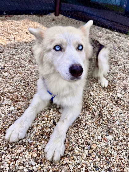 Pearl (in Foster)