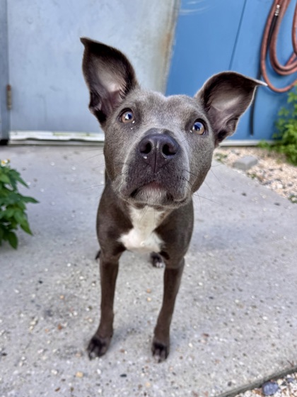 Penelope