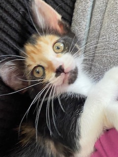 Triceratops (PetSmart Manhattan)