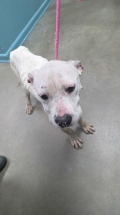Carl (in Foster)
