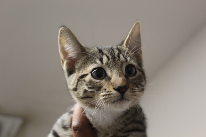 Victoria (PetSmart Claiborne)