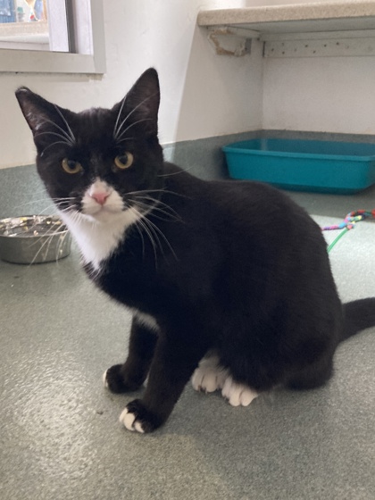 Chow Mein (PetSmart Manhattan)