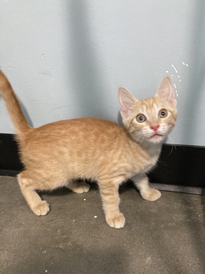 Cosmo (PetSmart Manhattan)