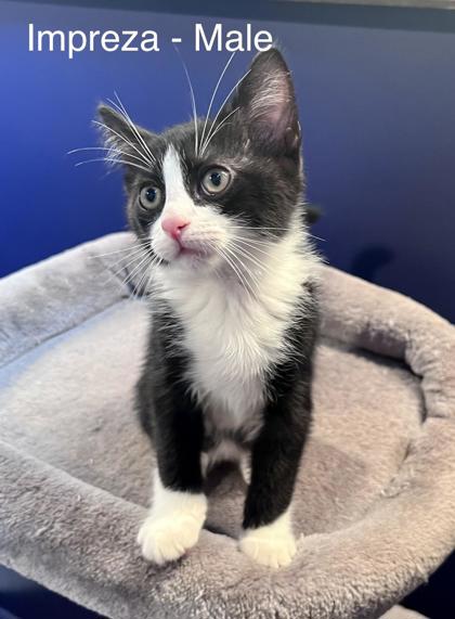 Impreza (PetSmart S Claiborne)