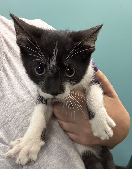Birdie (PetSmart S Claiborne)