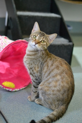 Sadie (Undercat)
