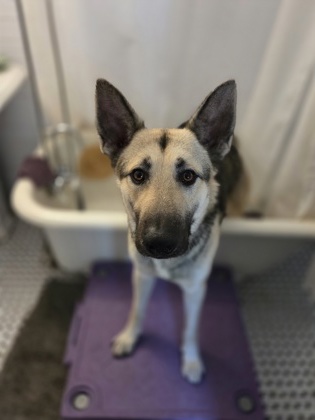 Breezy (Underdog in Foster)