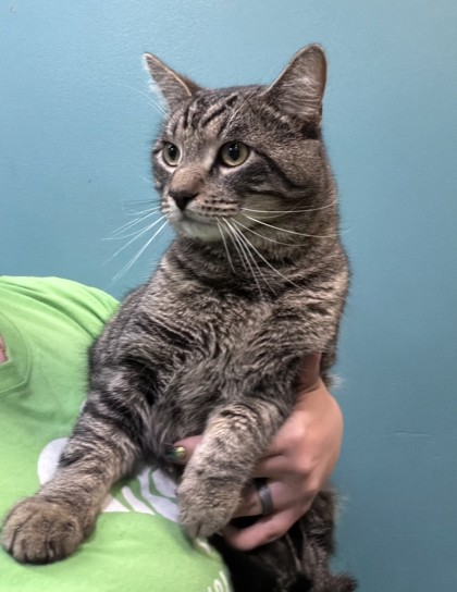 Chubby (PetSmart Manhattan)