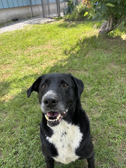 Loki