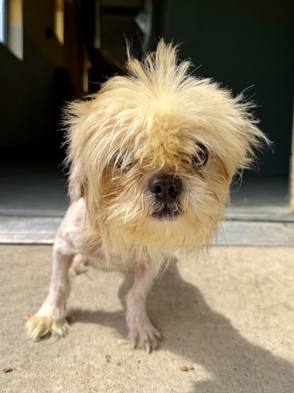Gizmo