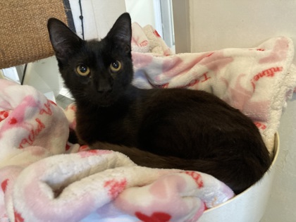 Chicken (PetSmart S. Claiborne)