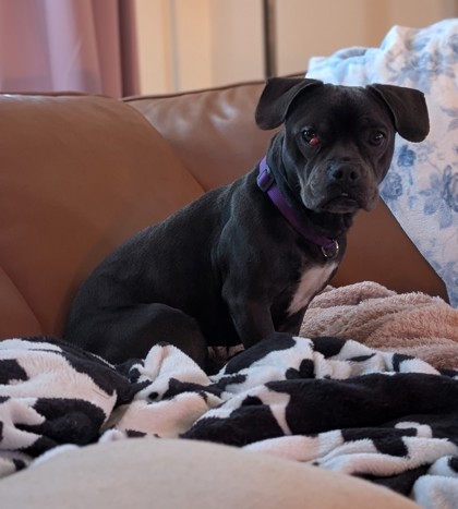 Margo (Underdog in Foster)