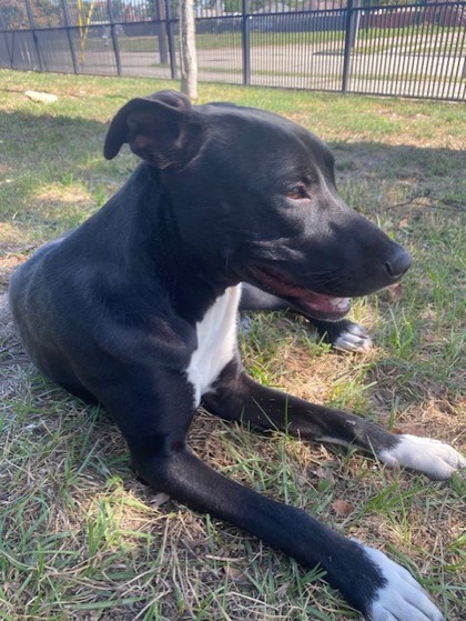 Meece (in Foster)