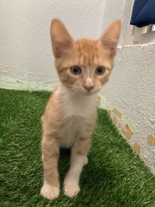 Sunny (PetSmart Manhattan)