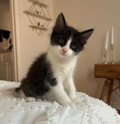 Dr. Pepper (PetSmart Manhattan)