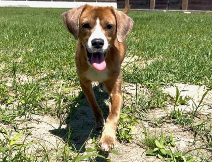 Ernie (in Foster)
