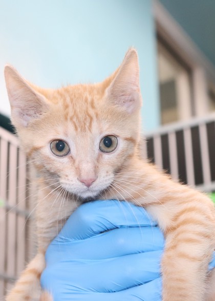 Nimbo (PetSmart S Claiborne)