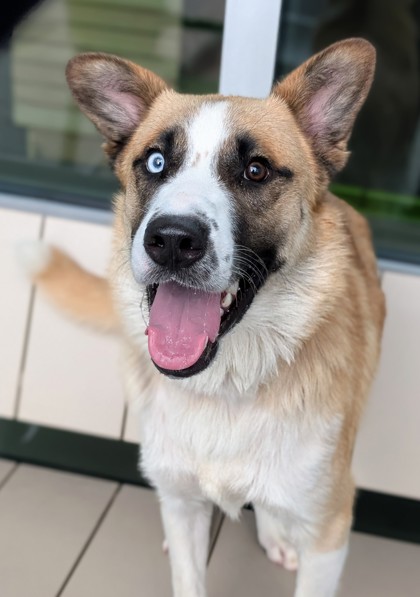 Axel