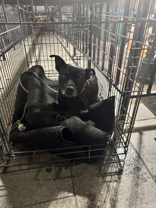 Bea