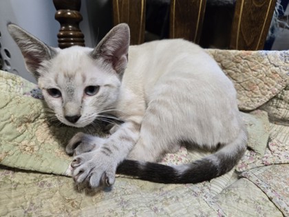 Swan (PetSmart Manhattan)