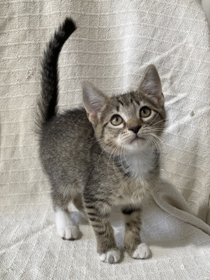 Captain Purrl