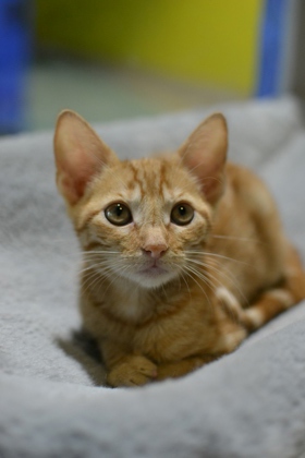 Sage (Caliborne PetSmart)