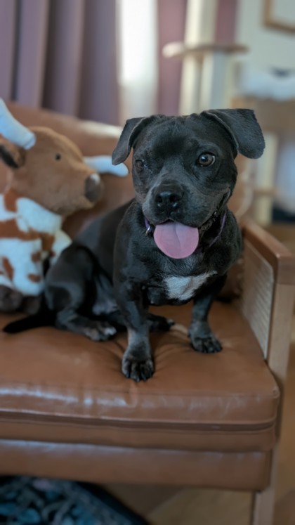 Margo (Underdog in Foster)