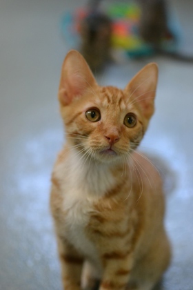 Pepper (Caliborne PetSmart)