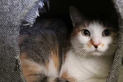 Cleo (in Foster)