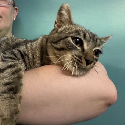 Oshun (PetSmart Claiborne)