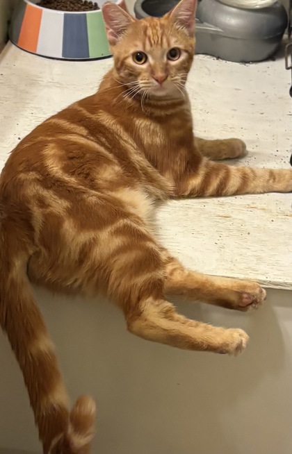 Cholula (Petsmart Manhattan)