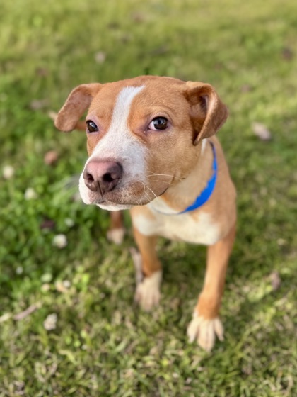 Worcestershire (Underdog)