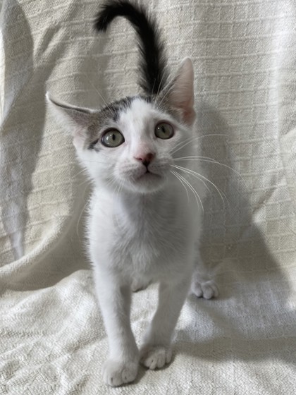 Meowbeard