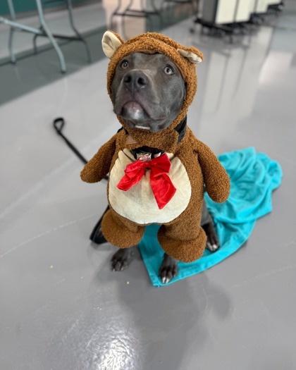 Pickles (Underdog in Foster)