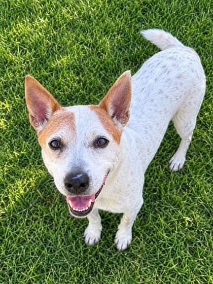 Spot (Underdog-in foster)