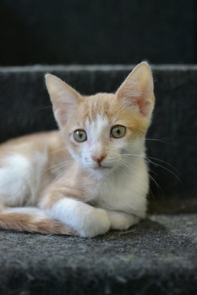 Ginger (Caliborne PetSmart)