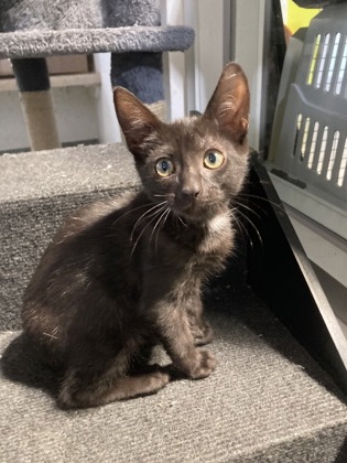 Brazos (PetSmart Manhattan)