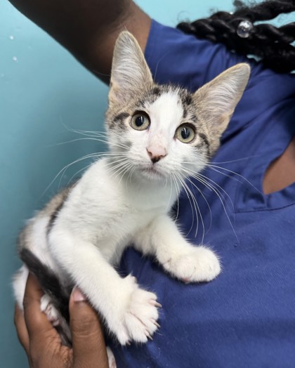 Princess (PetSmart Claiborne)
