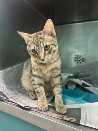 Bruno Meows (PetSmart Claiborne)