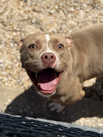 Lemon Pepper (Underdog)