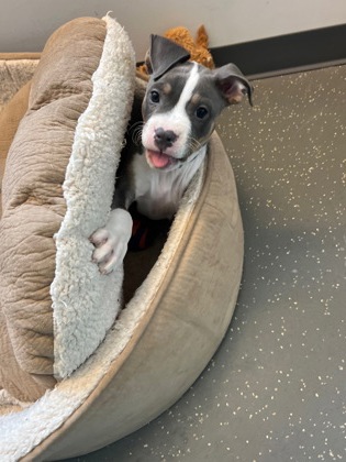 Hank (formerly Hector)