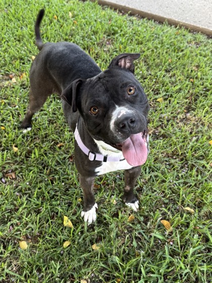Black (in Foster)