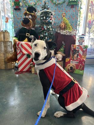 Daisy (in Foster)