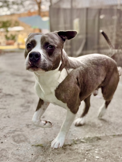 Ulliver Sampson Paxton Sharp