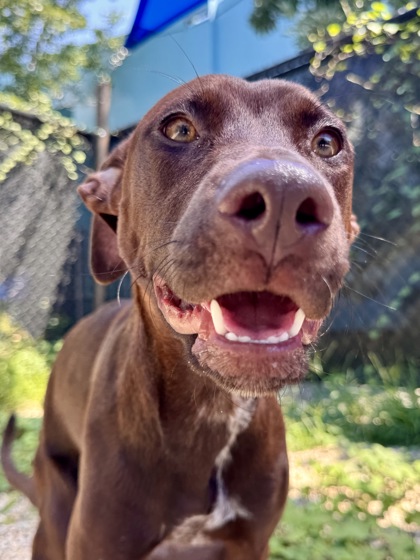 Piper (in Foster)